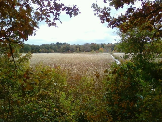 Cutler Park Area